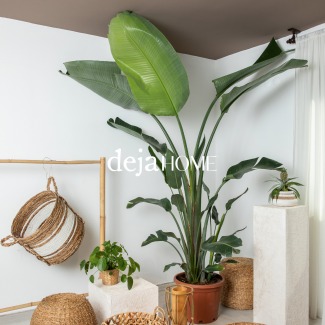 STARLİÇE (STRELITZIA) BİTKİSİ HAKKINDA İPUÇLARI 