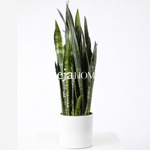DRACAENA TRIFASCIATA