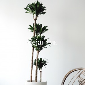 DRACAENA FRAGNANS