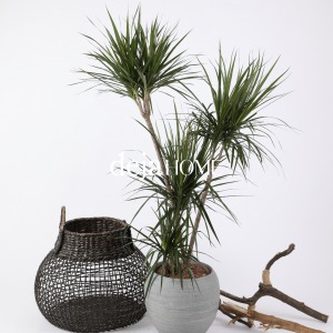 DRACAENA REFLEXA 