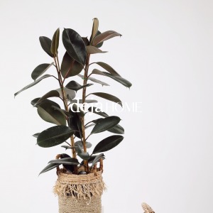 FICUS ELASTICA