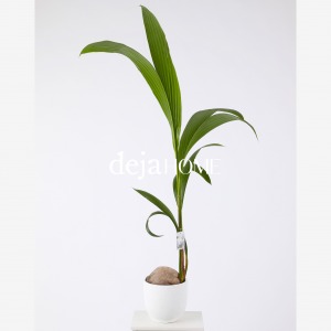 COCOS NUCIFERA 