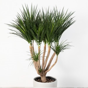 DRACAENA ARBOREA