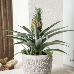 ANANAS COMOSUS 