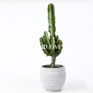 EUPHORBIA INGENS