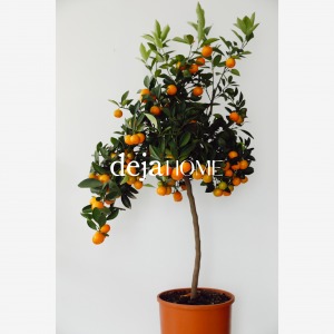 CITRUS AURANTIUM