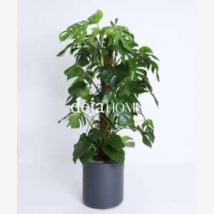 MONSTERA DELICIOSA