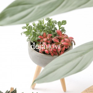 FITTONIA ALBIVENIS
